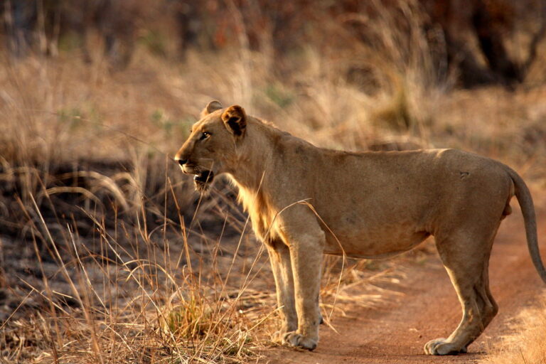 Les lions de la Pendjari